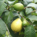 IMG-20250513-WA0000