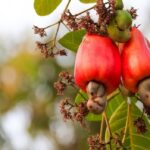 fruits-noix-cajou-defectueux-cicatrices-marques-causees-par-maladie_482682-145
