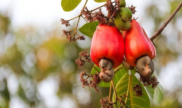 fruits-noix-cajou-defectueux-cicatrices-marques-causees-par-maladie_482682-145