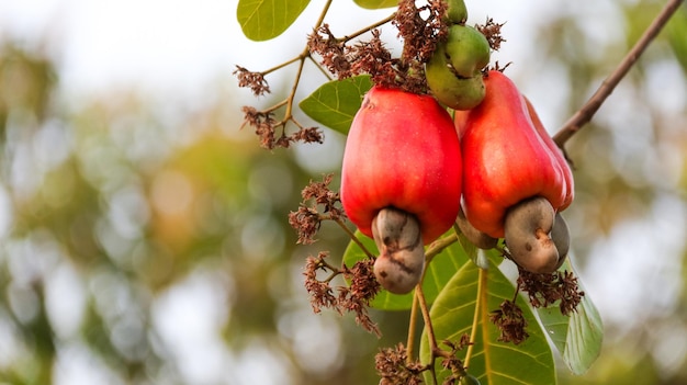 fruits-noix-cajou-defectueux-cicatrices-marques-causees-par-maladie_482682-145