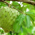 Soursop,Fruit,-,Fresh,Soursop,Fruit,On,A,Tree,Ready