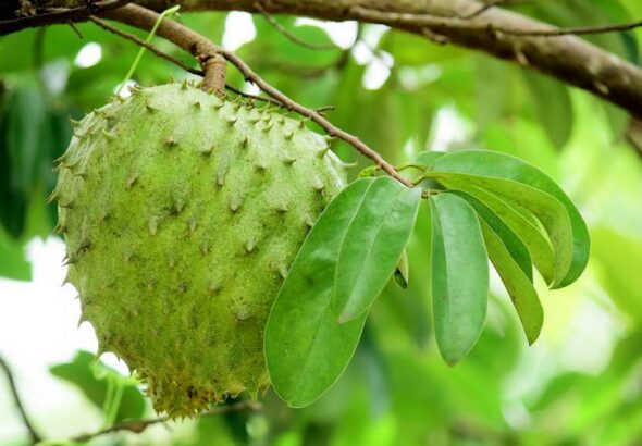 Soursop,Fruit,-,Fresh,Soursop,Fruit,On,A,Tree,Ready
