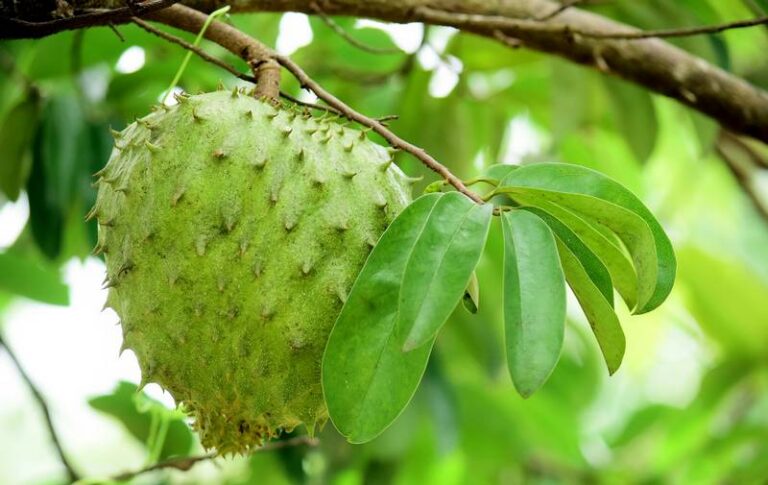 Soursop,Fruit,-,Fresh,Soursop,Fruit,On,A,Tree,Ready